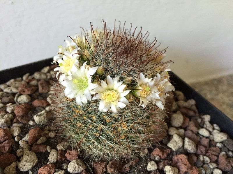 Mammillaria zeilmanniana cv. albiflora 