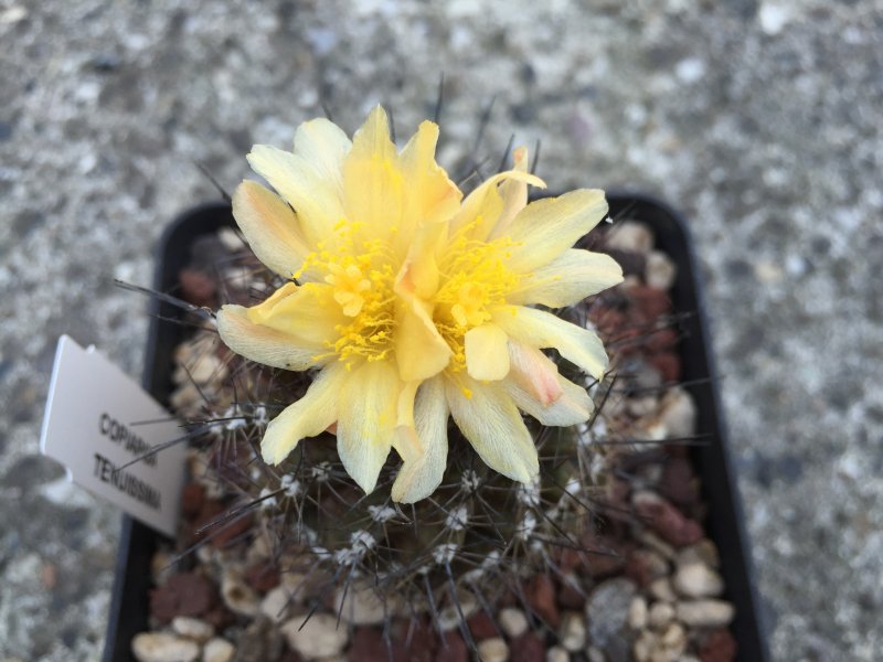 Copiapoa humilis 