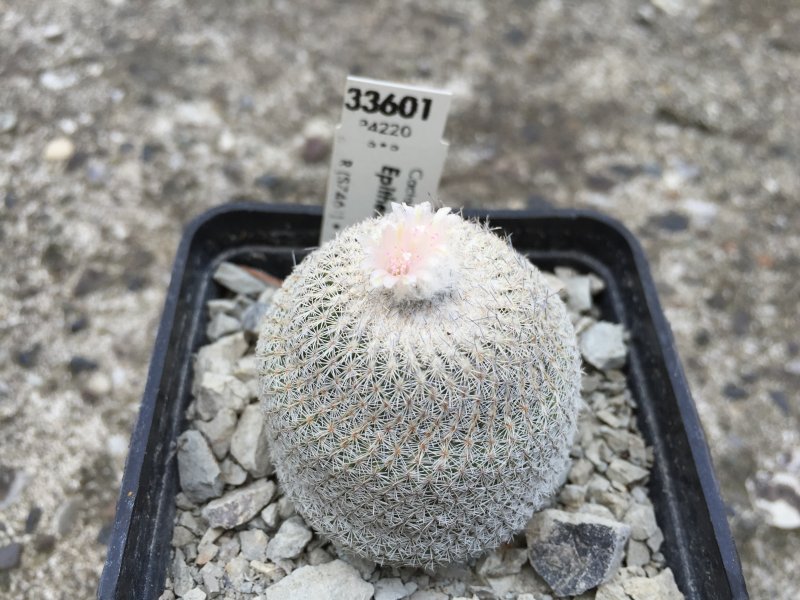 Epithelantha micromeris 