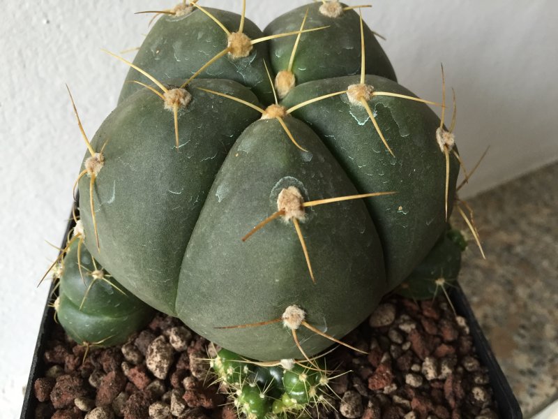 Gymnocalycium horstii 