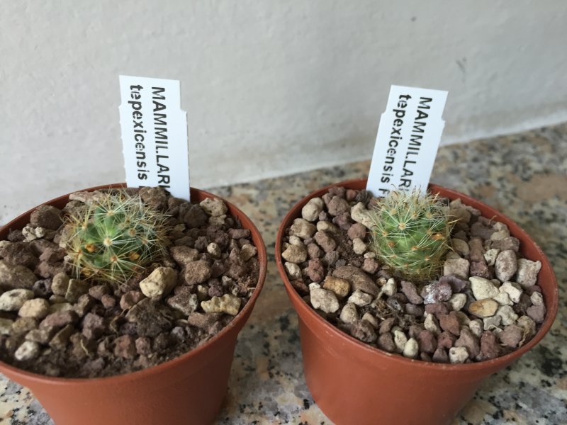 Mammillaria tepexicensis FO177