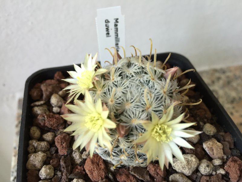 Mammillaria duwei 