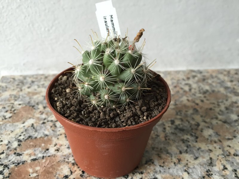 Mammillaria insularis 