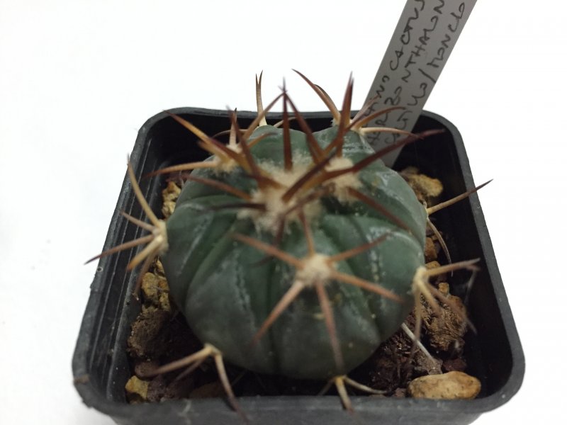 Echinocactus horizonthalonius 