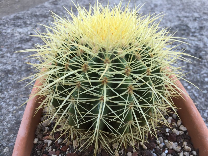 Echinocactus grusonii 