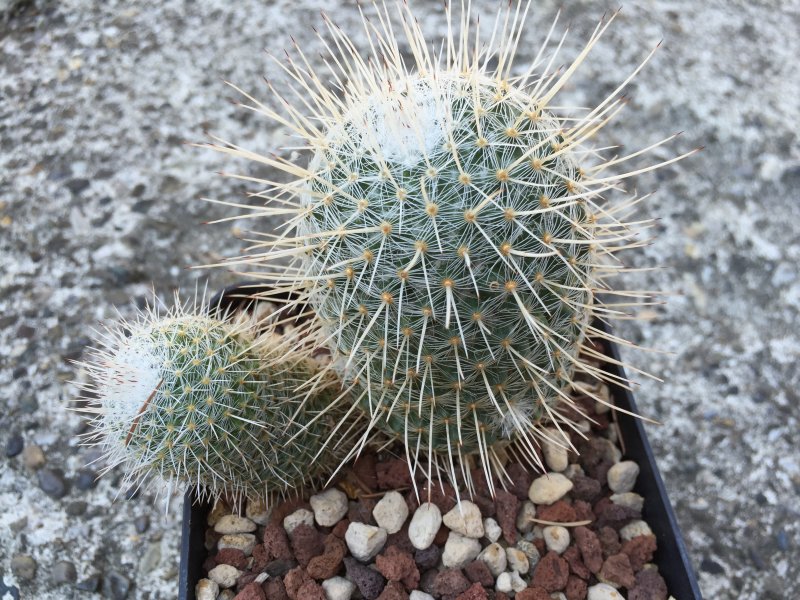 Mammillaria geminispina 