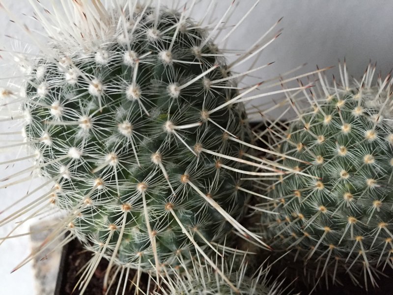 Mammillaria geminispina 