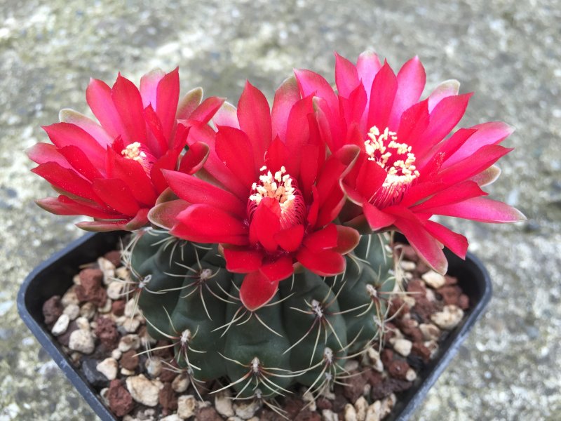 Gymnocalycium baldianum 