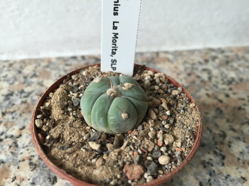 Echinocactus horizonthalonius 