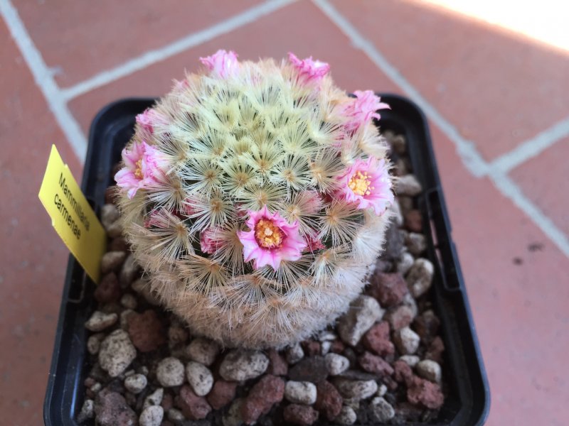 Mammillaria carmenae 