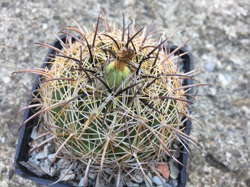 Coryphantha cornifera 