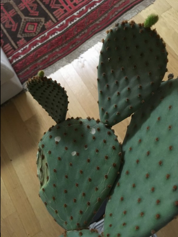 Fico d’ induat cactus 