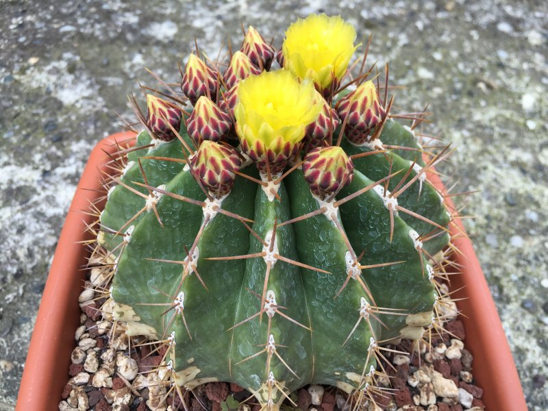 Ferocactus schwarzii 