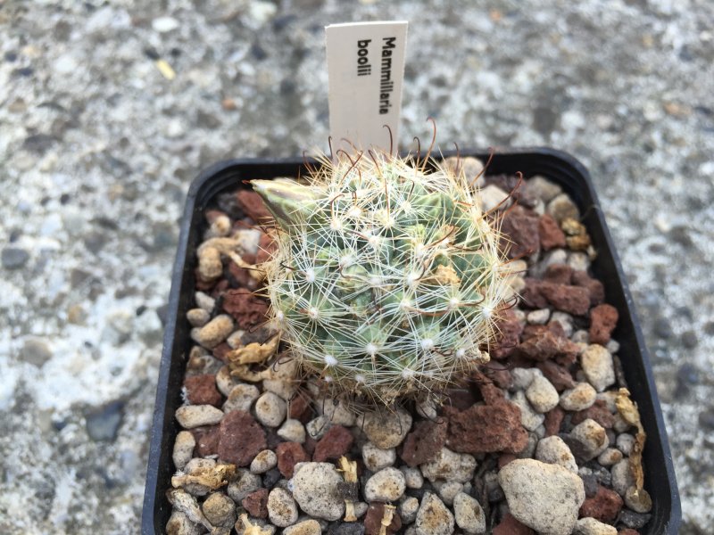 Mammillaria boolii 