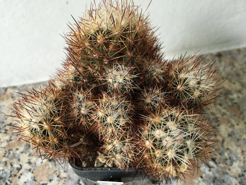 Escobaria bella 