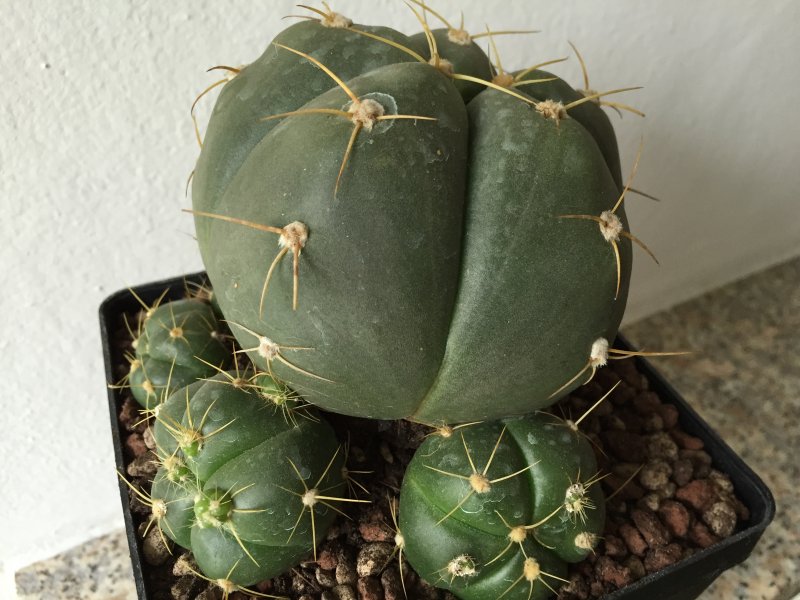 Gymnocalycium horstii 