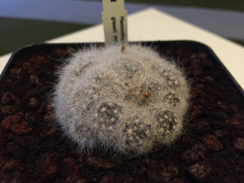 Mammillaria glassii HO549