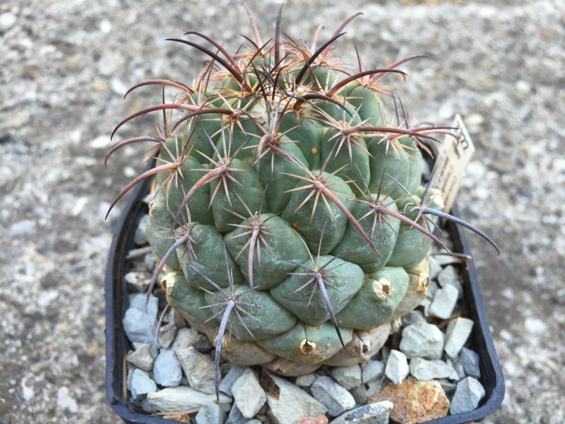 Coryphantha longicornis SB538