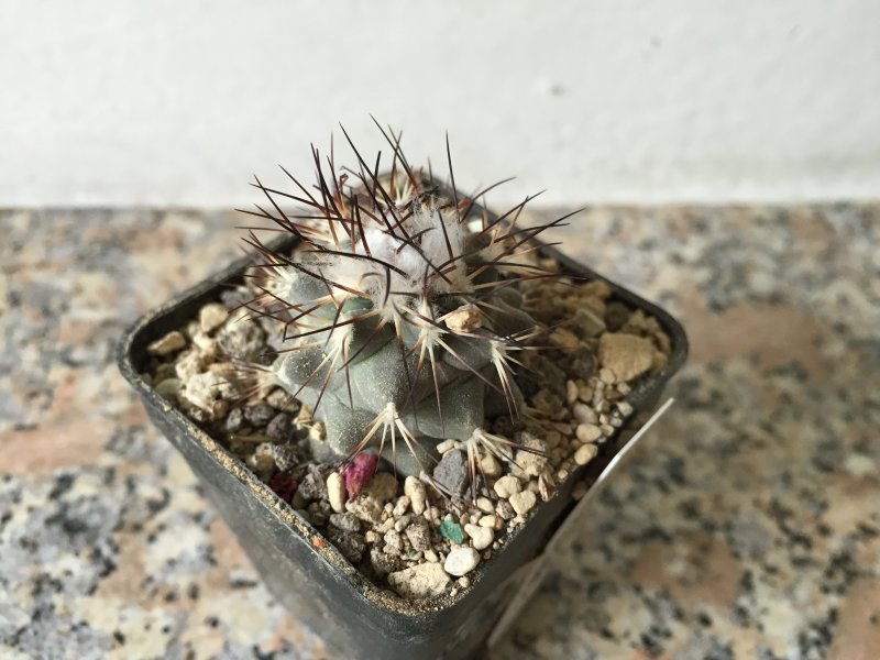 Gymnocactus gielsdorfianus 