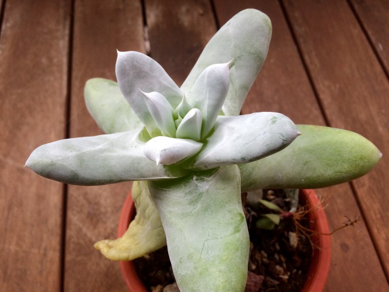 dudleya pachyphytum