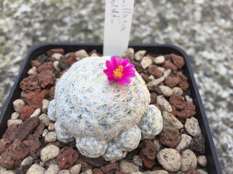 Mammillaria humboldtii 