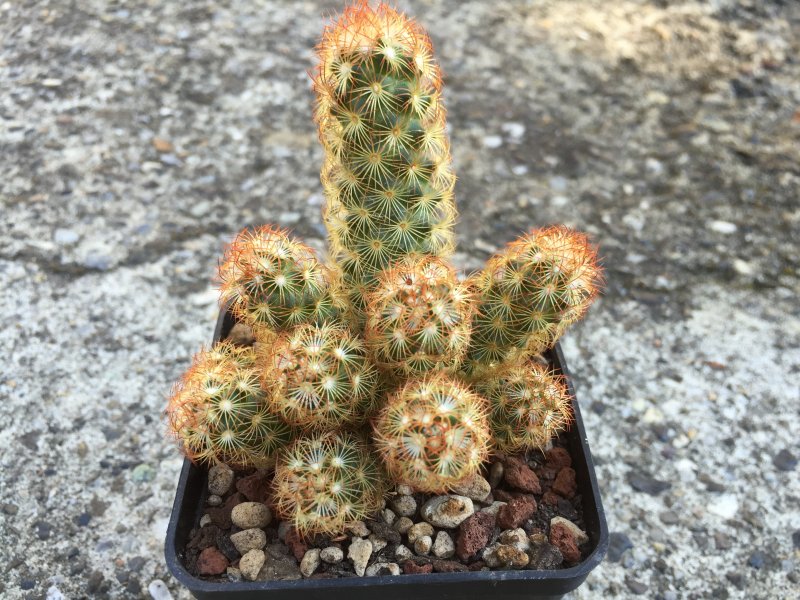 Mammillaria elongata 