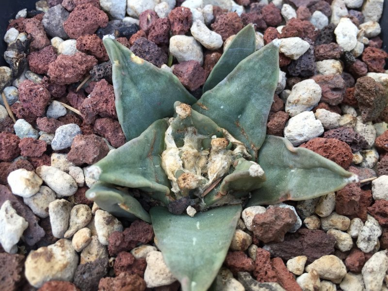 Ariocarpus retusus 