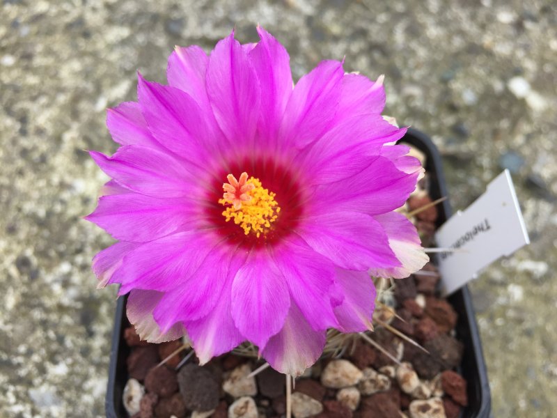 Thelocactus bicolor 