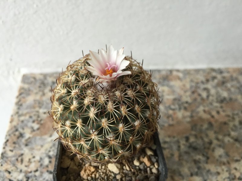 Gymnocactus ysabelae 