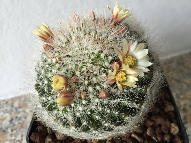Mammillaria ? 