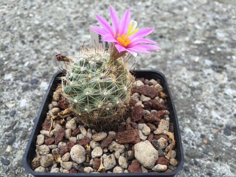 Mammillaria boolii 