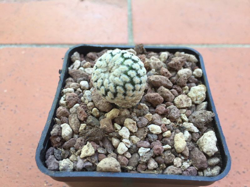 Mammillaria pectinifera PP663