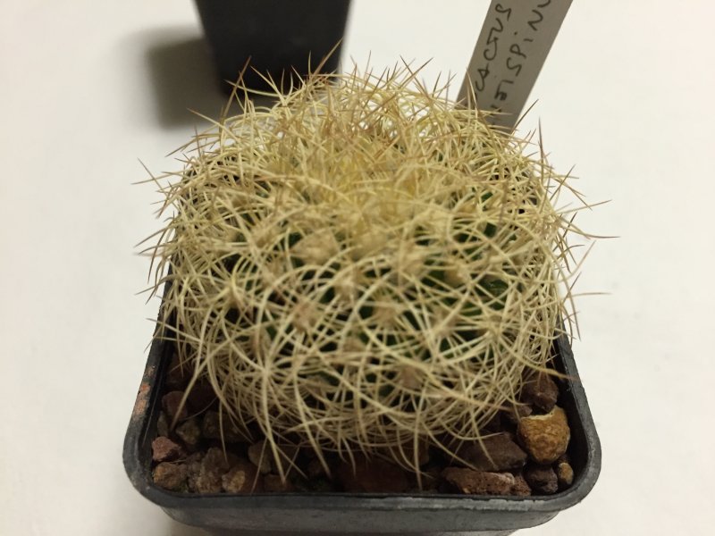 Discocactus araneispinus 