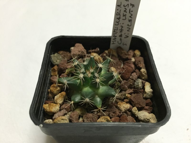 Mammillaria coahuilensis 