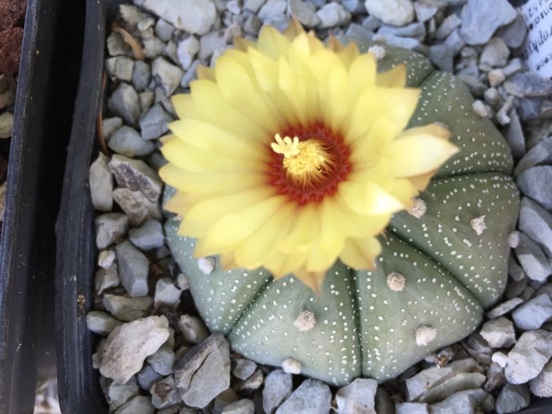 Astrophytum asterias 