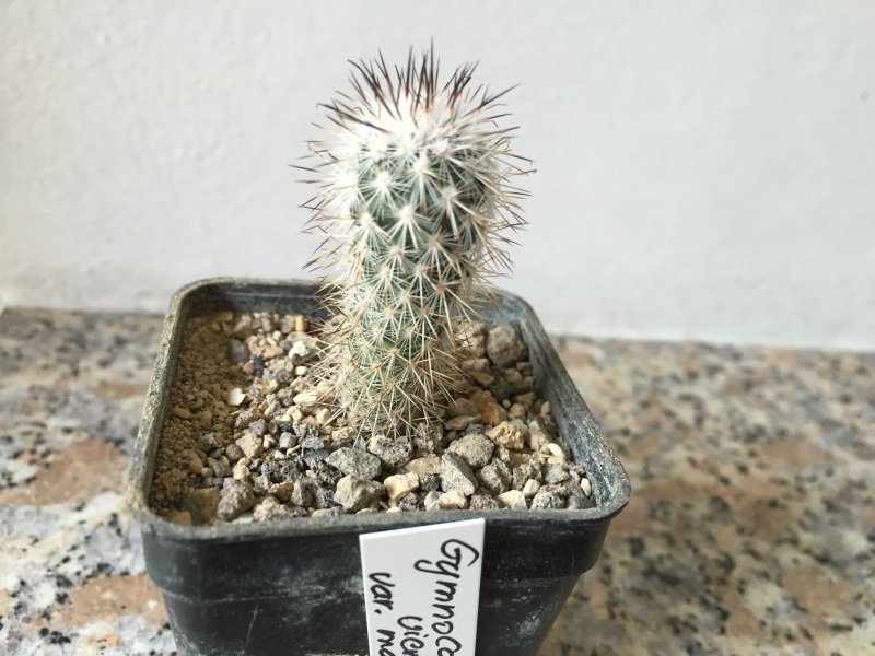 Gymnocactus viereckii v. major 