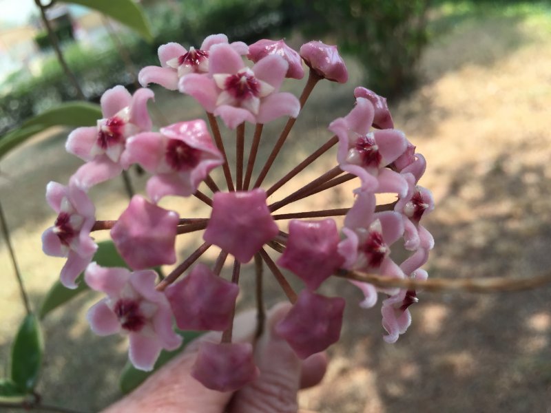 Hoya carnosa 