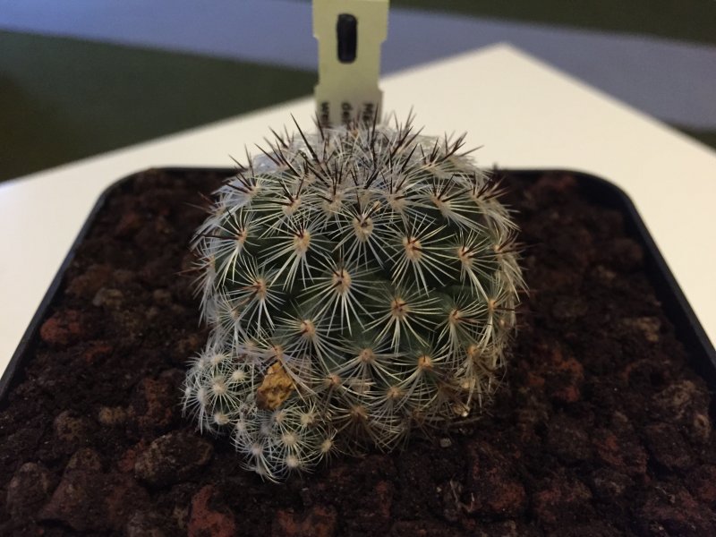 Mammillaria deherdtiana 