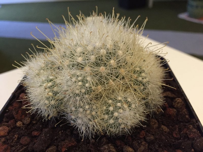 Mammillaria senilis 