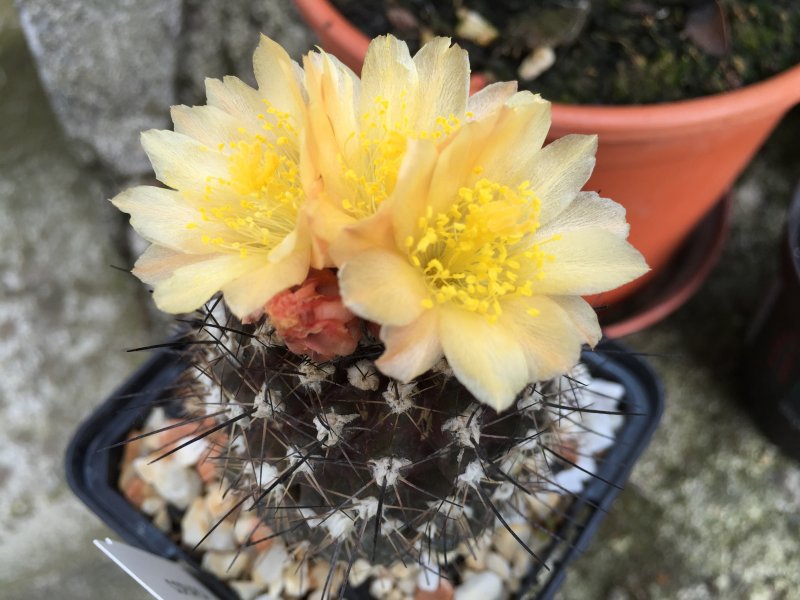 Copiapoa tenuissima 