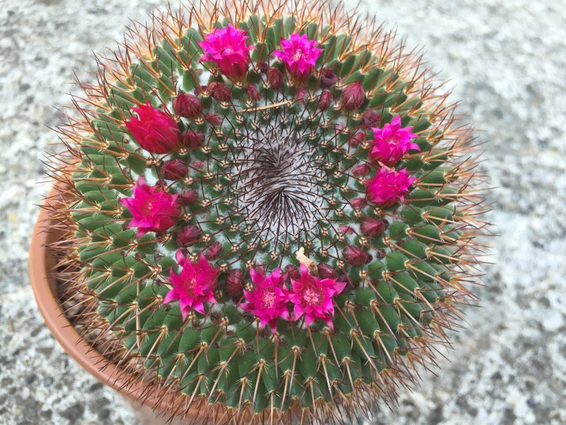 Mammillaria  