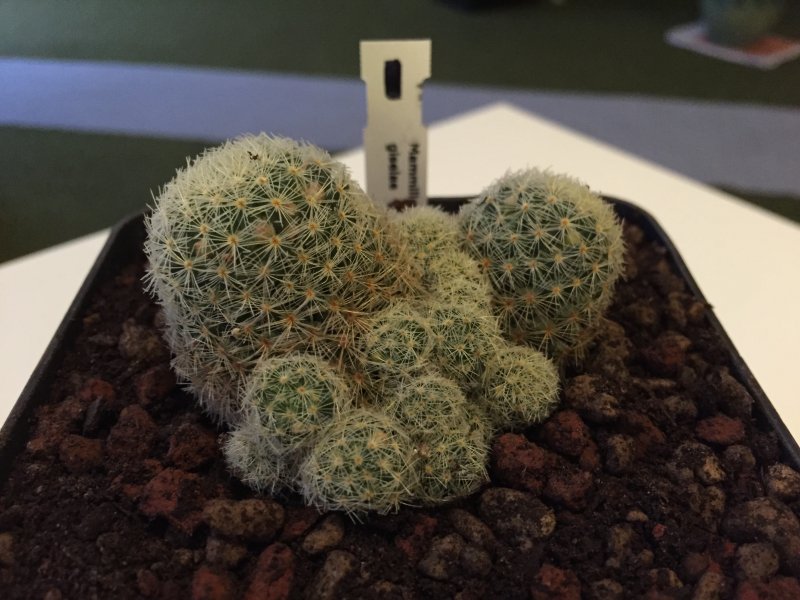 Mammillaria giselae 