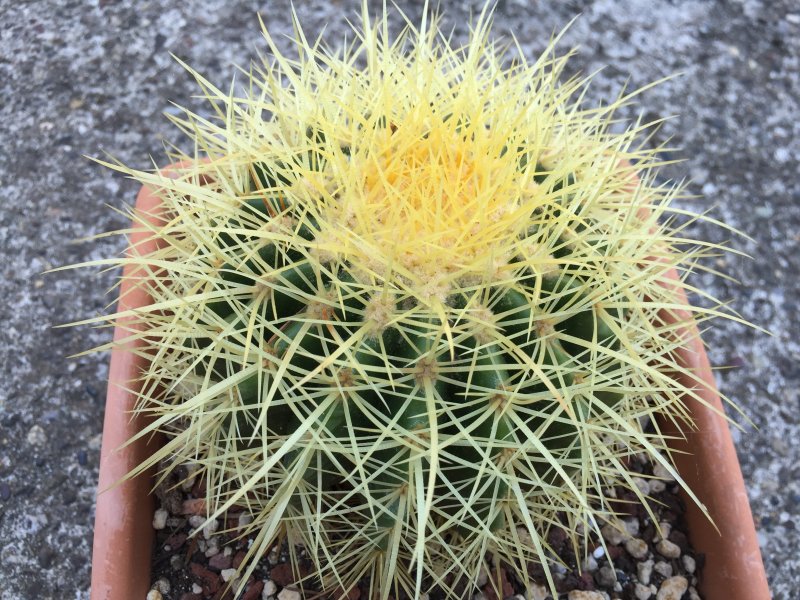 Echinocactus grusonii 