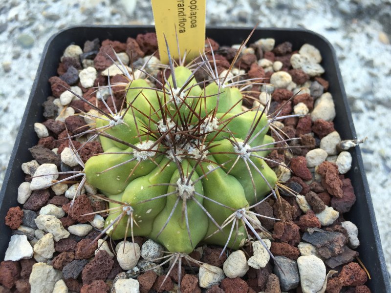 Copiapoa grandiflora 