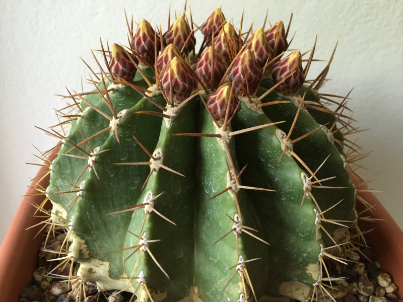 Ferocactus schwarzii 