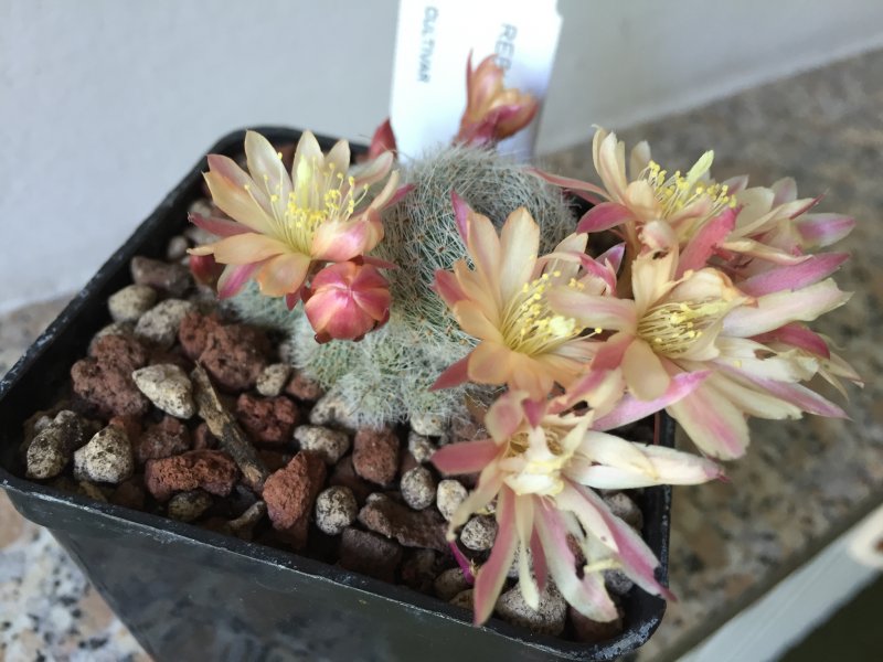 Rebutia cv. sunrise 