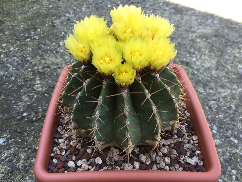 Ferocactus schwarzii 