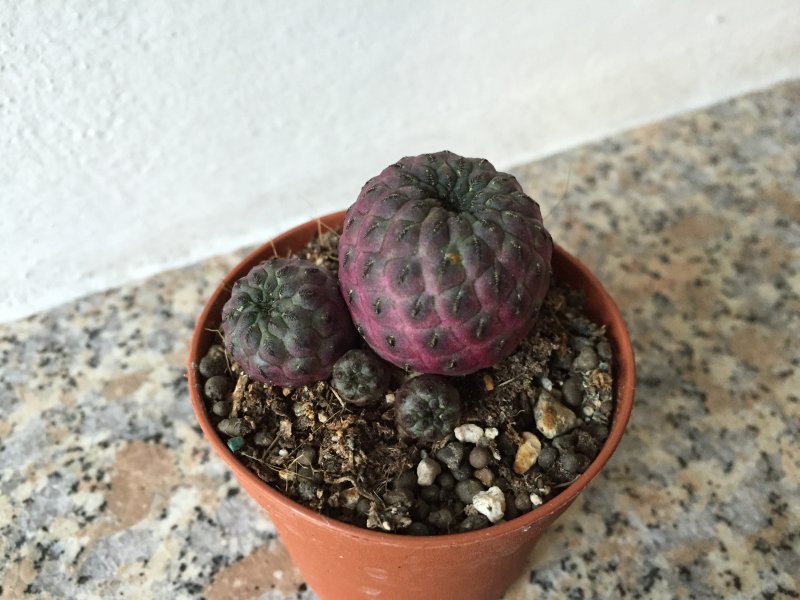 Sulcorebutia rauschii v. violacidermis 