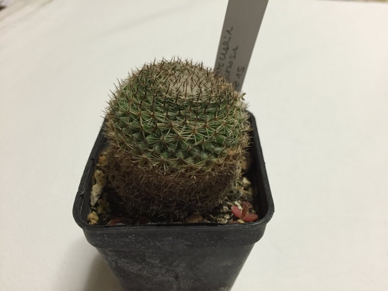 Mammillaria formosa BZ15