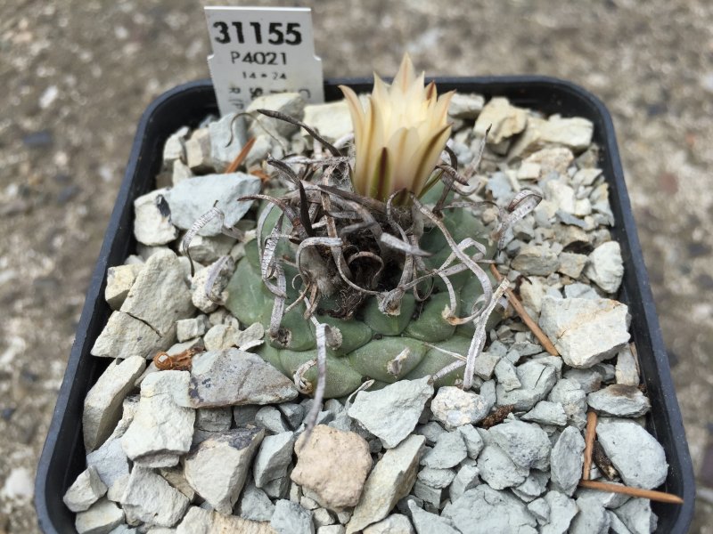 Turbinicarpus klinkerianus SB275